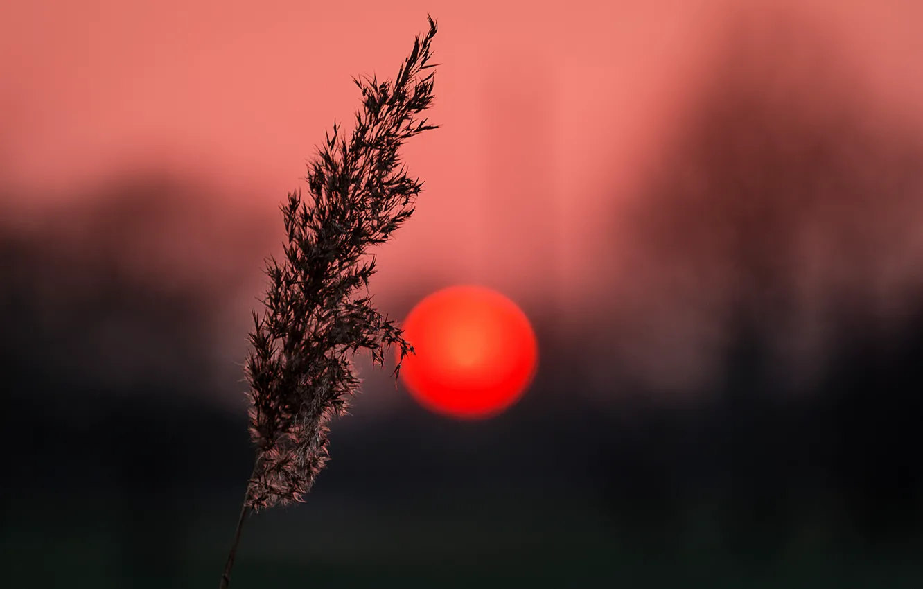 Фото обои трава, солнце, макро, закат, растение, силуэт
