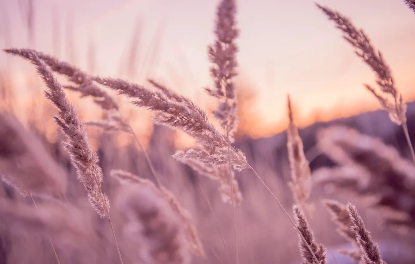 Фото обои трава, закат, россия, екатеринбург, теплый