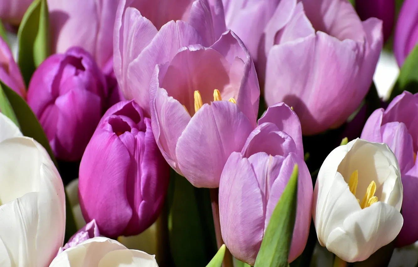 Фото обои макро, цветы, букет, весна, тюльпаны, розовые, белые, бутоны