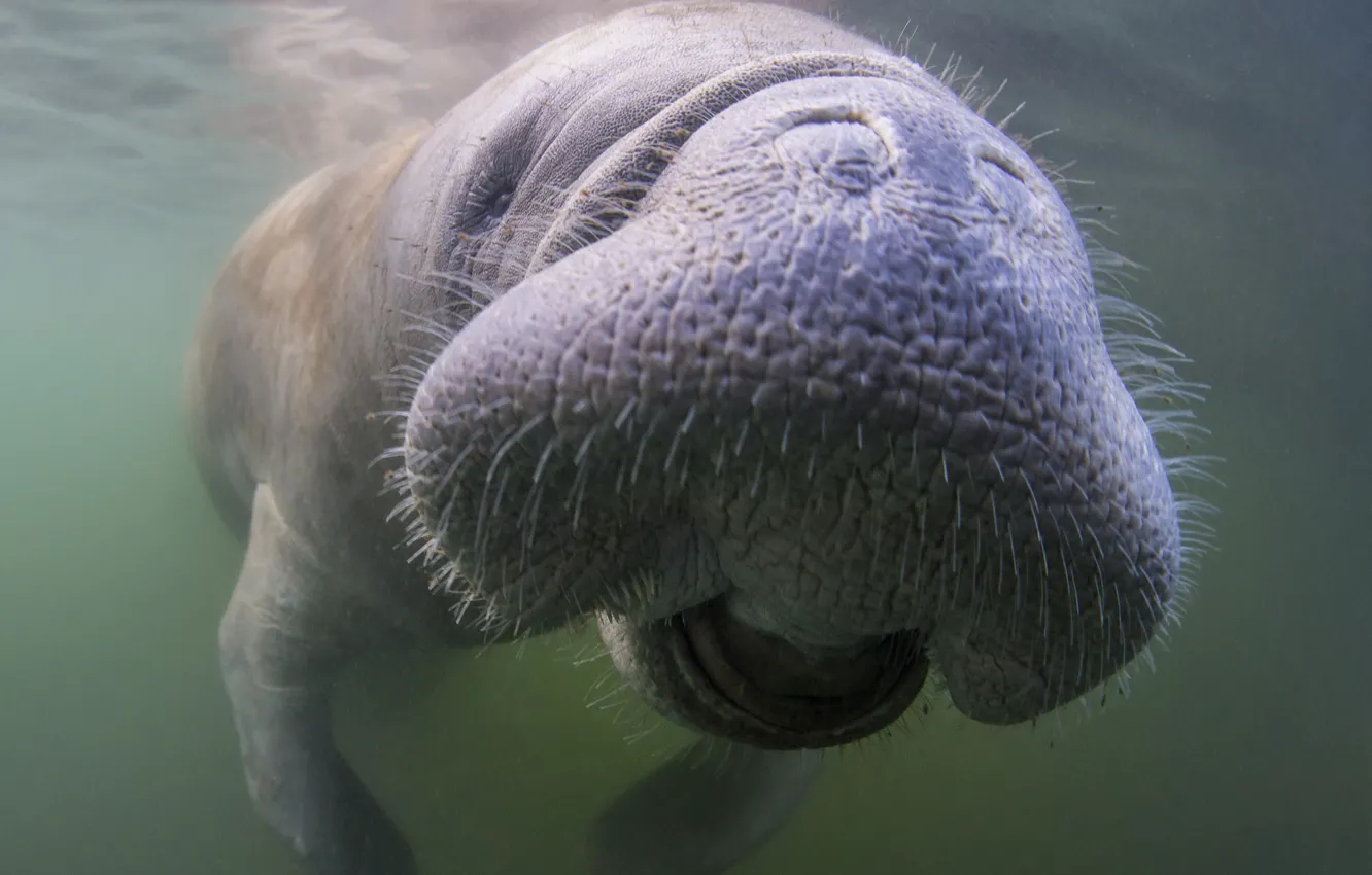 Фото обои море, природа, West Indian Manatee, Trichechus manatus