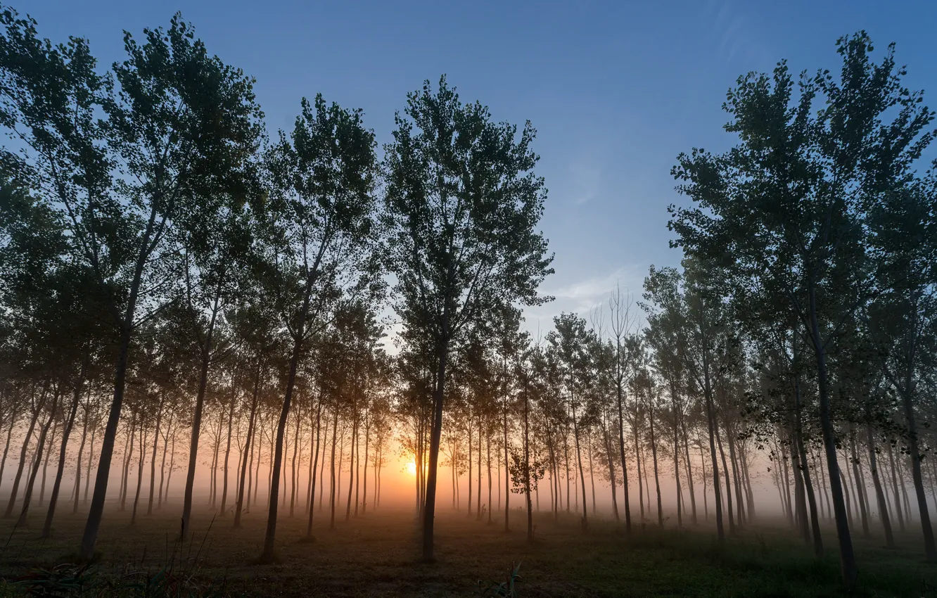 Фото обои деревья, закат, природа, туман