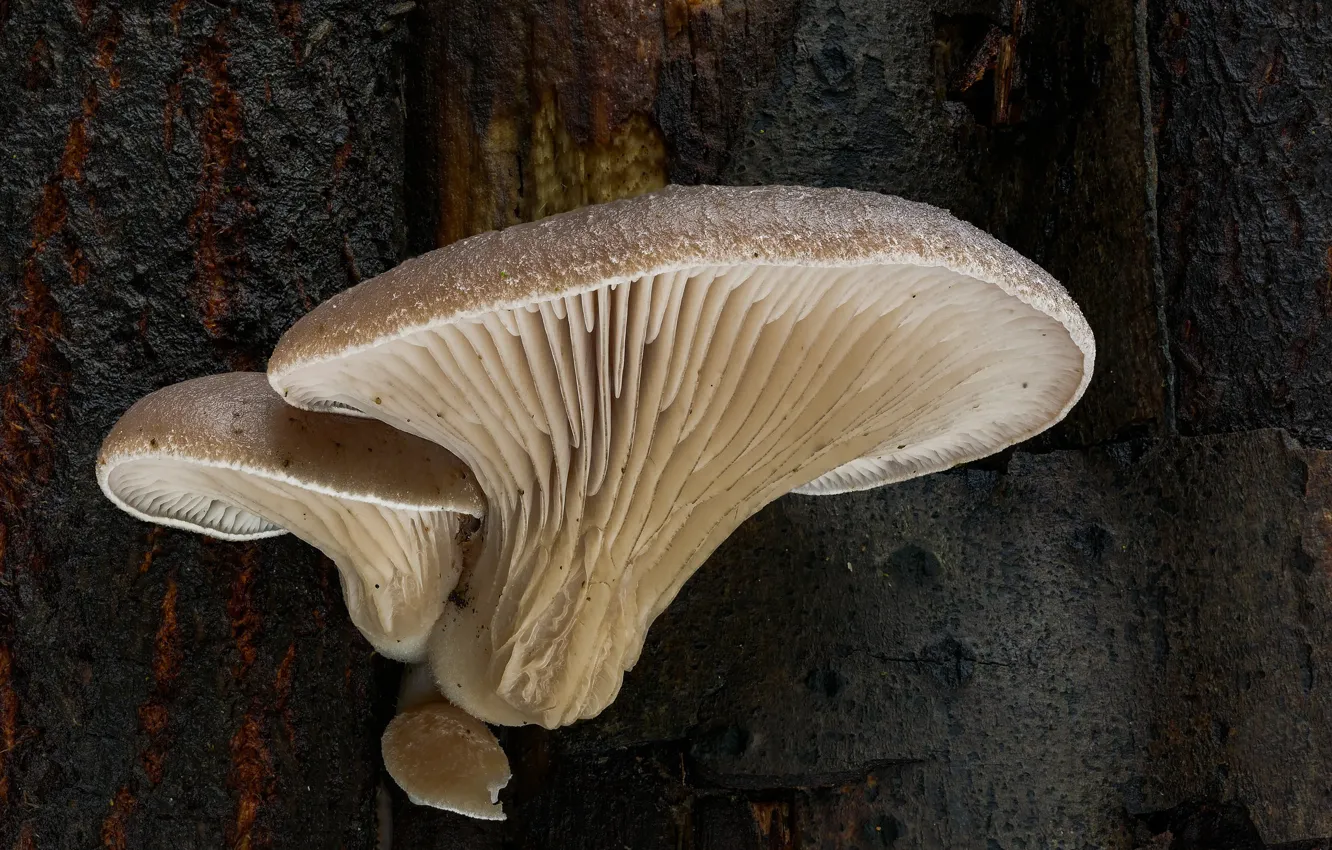 Фото обои грибы, вешенки, Beat Buetikofer