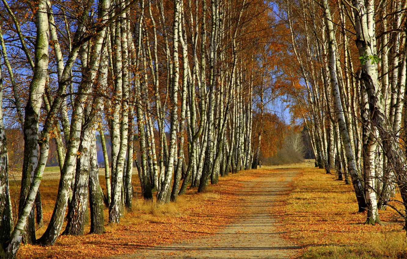 Фото обои осень, деревья, берёзы