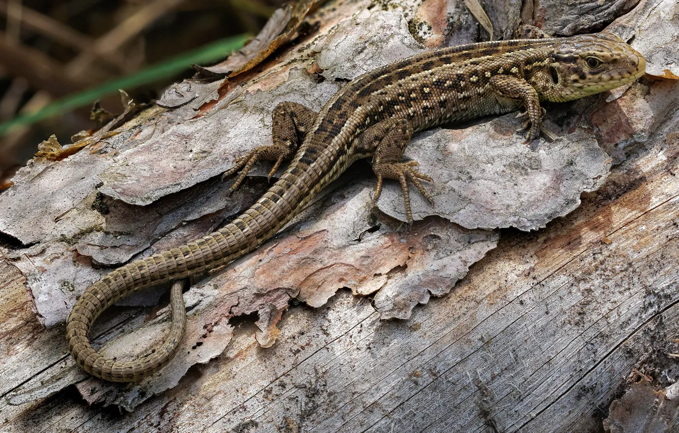 Фото обои ящерица, прыткая ящерица, lacerta agilis