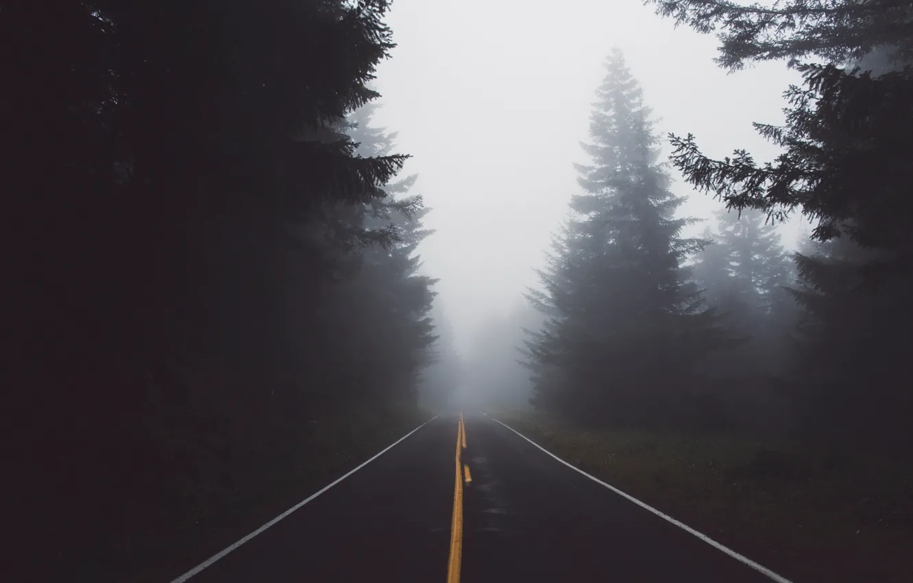 Фото обои дорога, лес, природа, туман, дымка