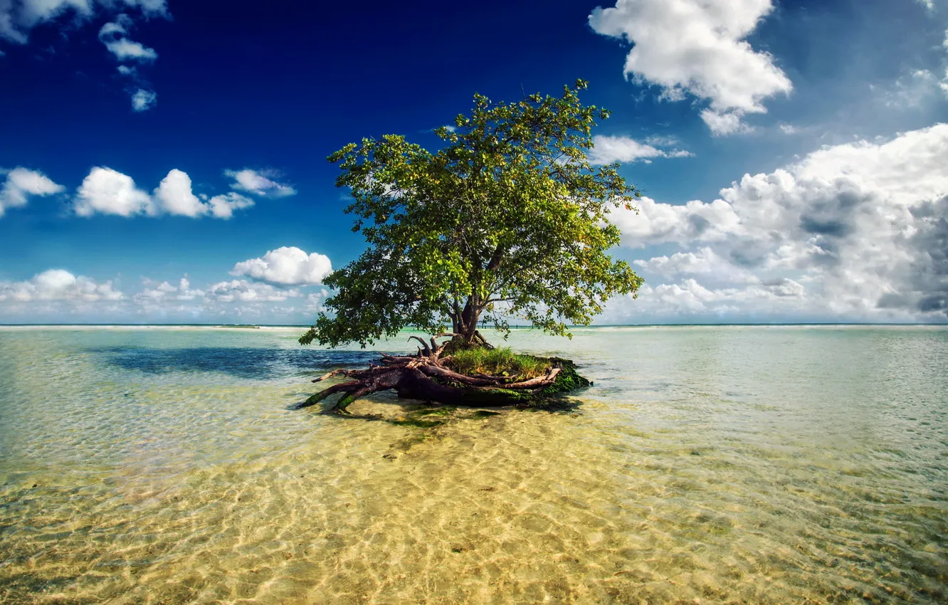 Фото обои море, дерево, Mexico, Mayan Riviera