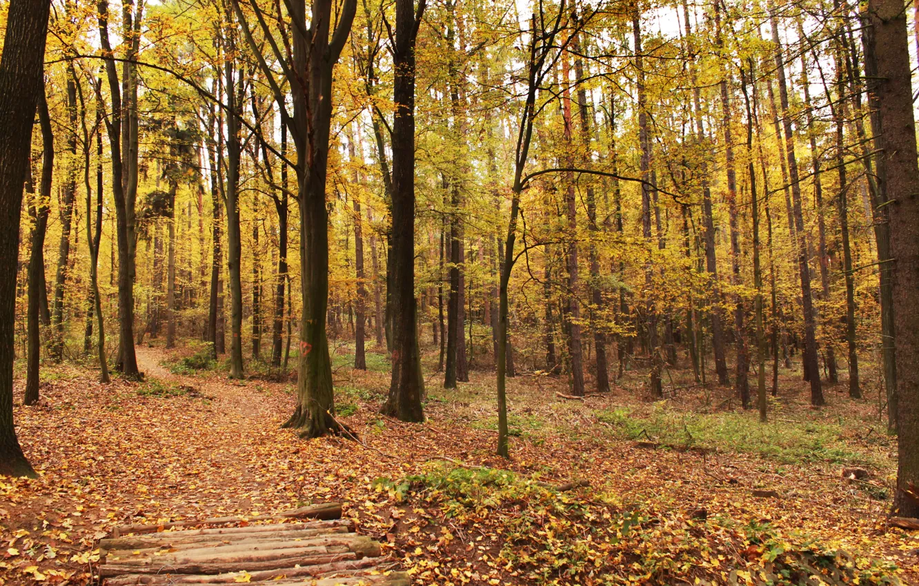 Фото обои листья, деревья, Осень, листопад, trees, autumn, leaves
