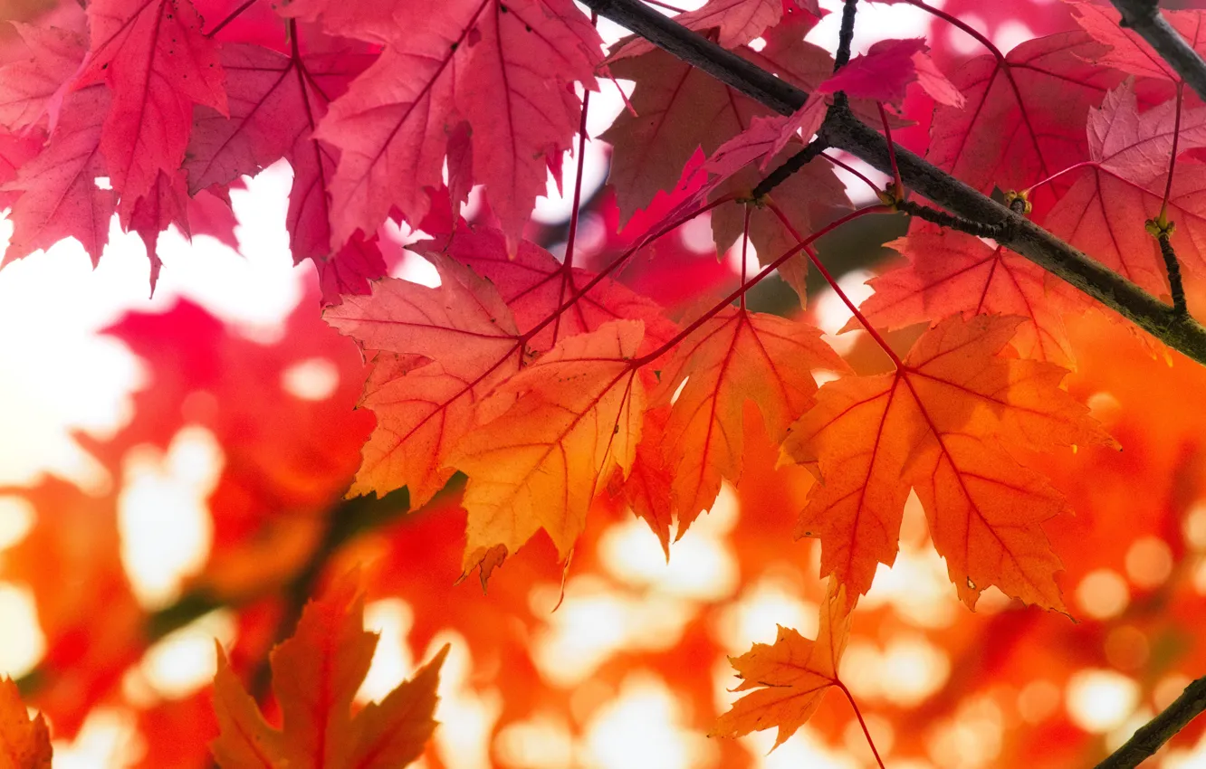 Фото обои осень, листья, ветки, красные, клён, кленовые, осенние листья
