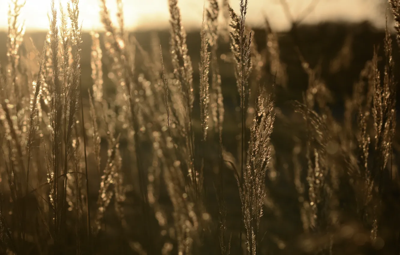 Фото обои осень, трава, закат, боке, отражение солнца