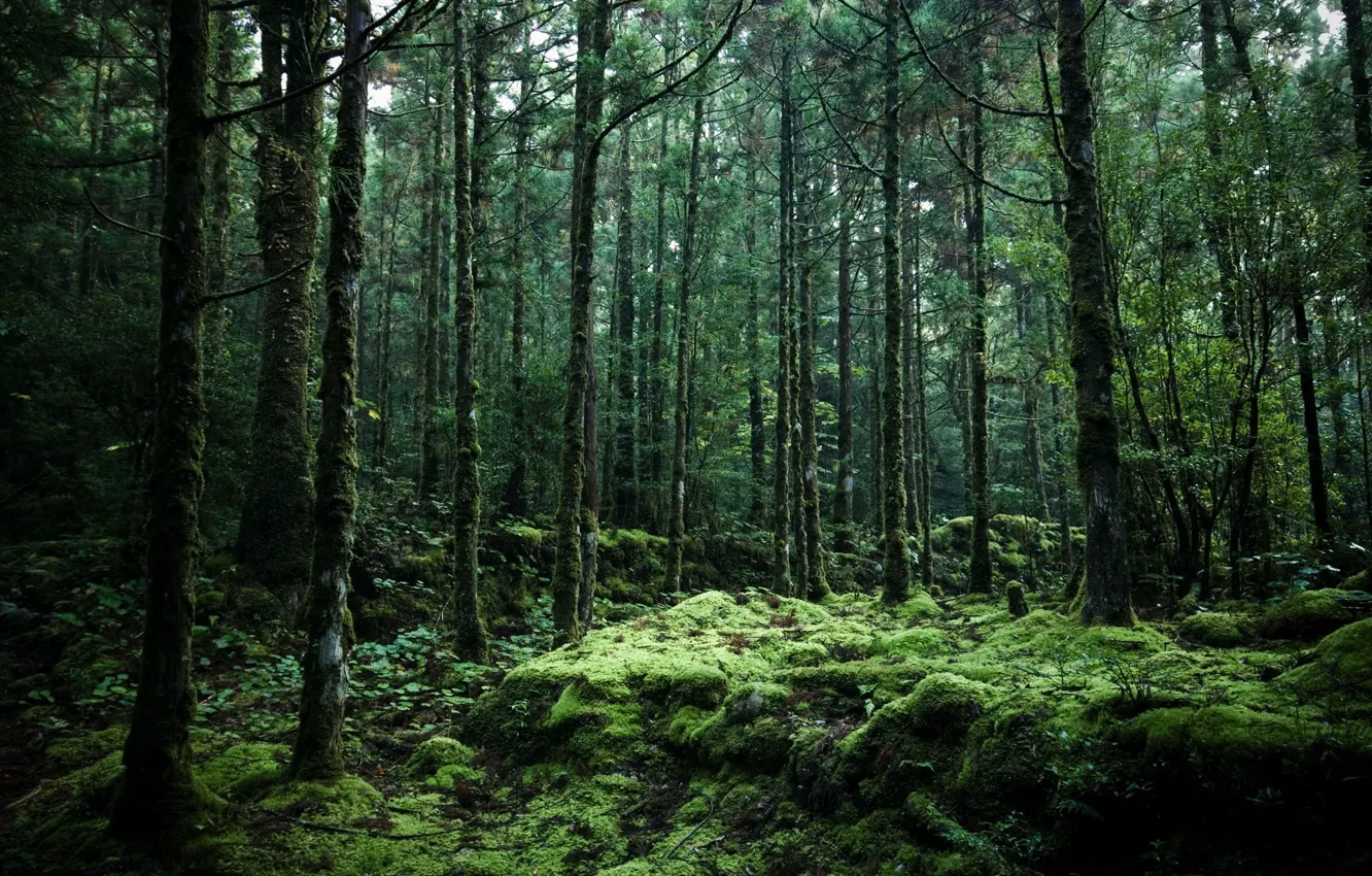 Фото обои лес, деревья, природа, Япония, остров Якусима