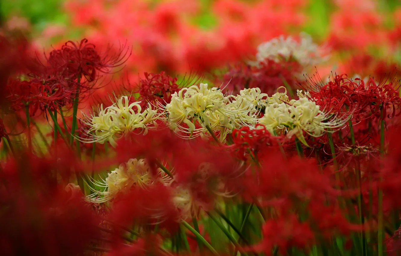 Фото обои цветы, размытие, лепестки, сад, красные, белые, много, боке