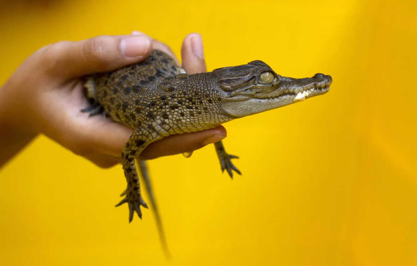 Фото обои yellow, hands, crocodile, small