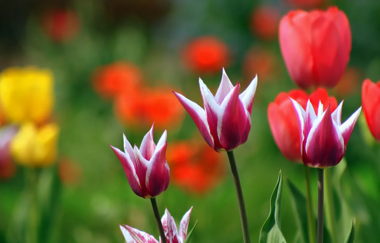 Фото обои растения, весна, тюльпаны
