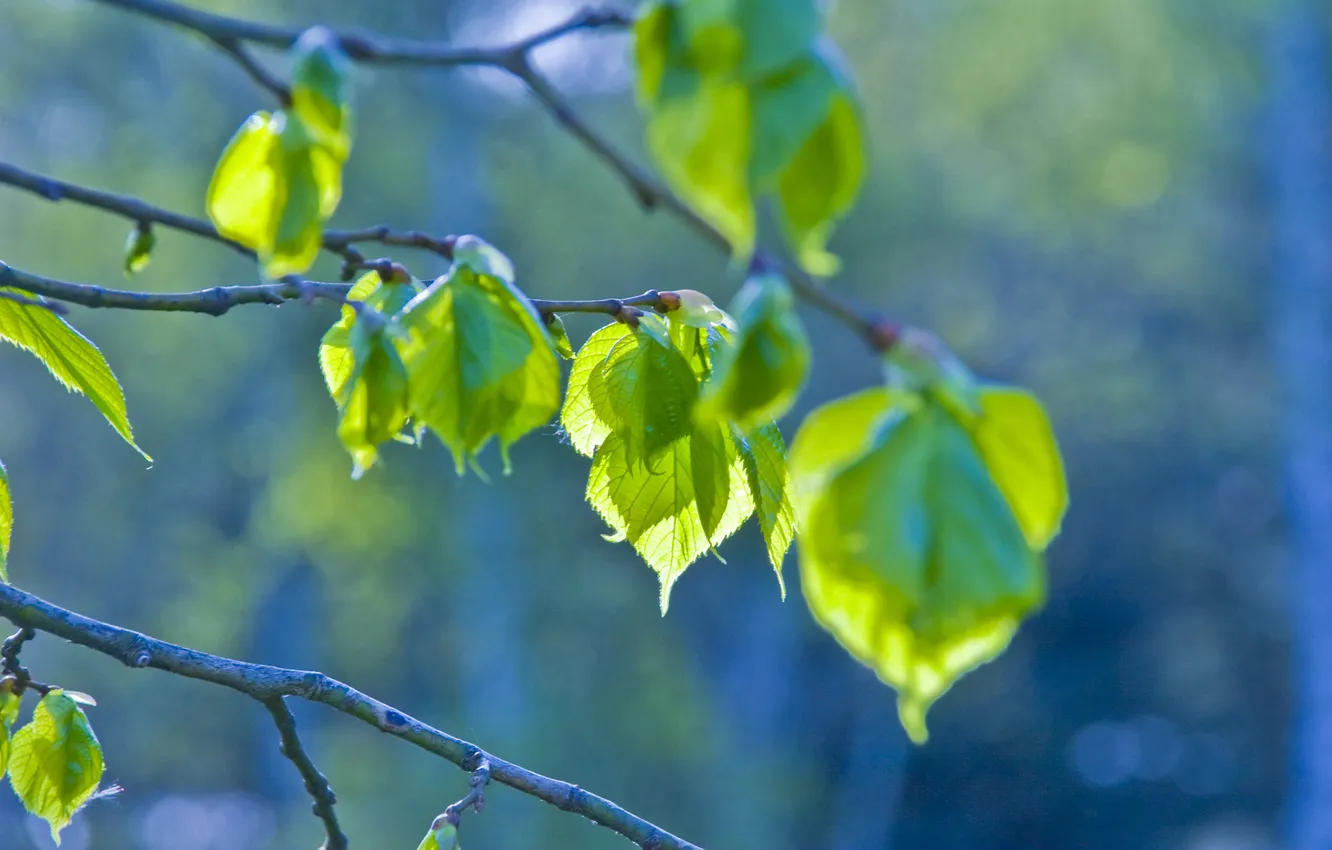 Фото обои зелень, листья, свежесть, ветки, веточка, дерево, ветка, весна