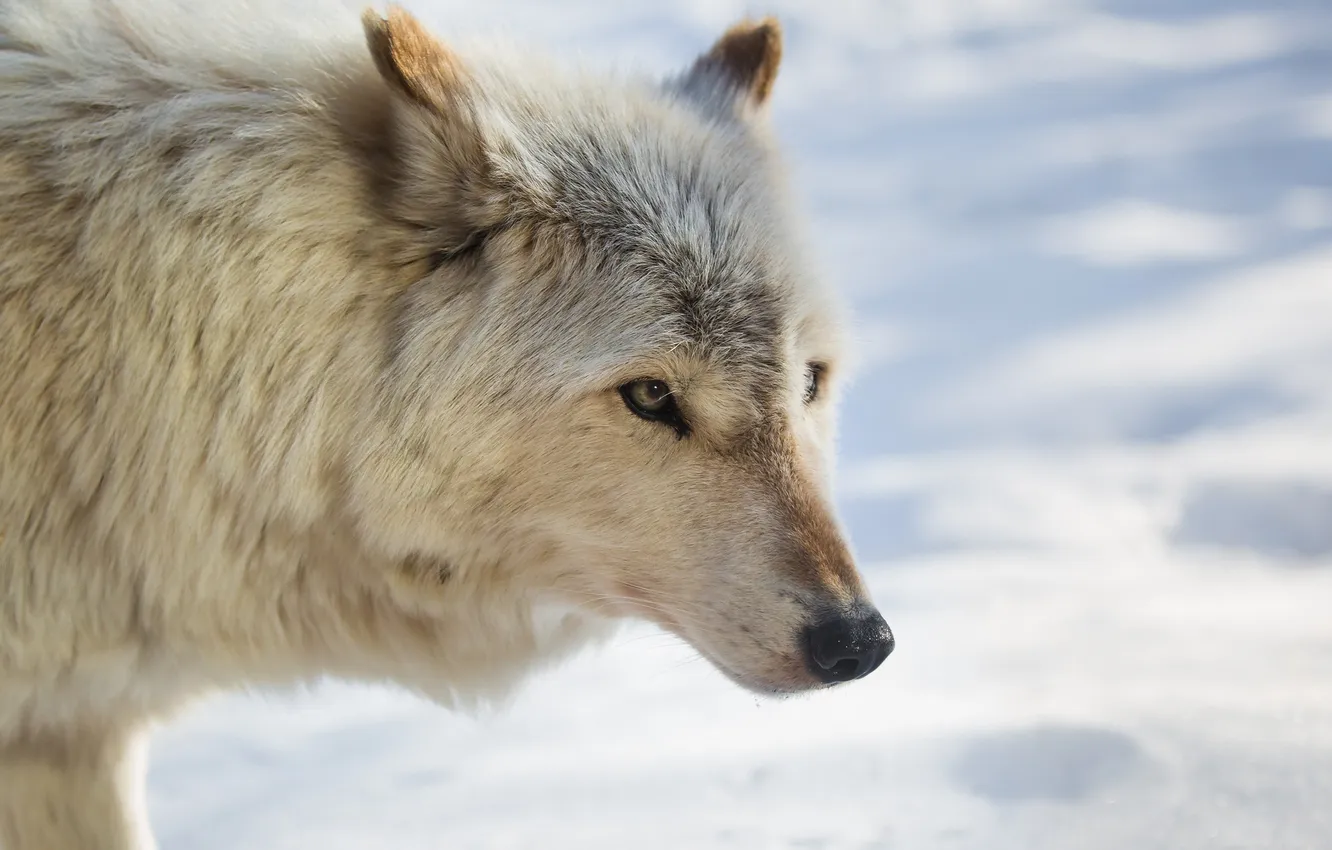 Фото обои зима, морда, снег, волк, мех