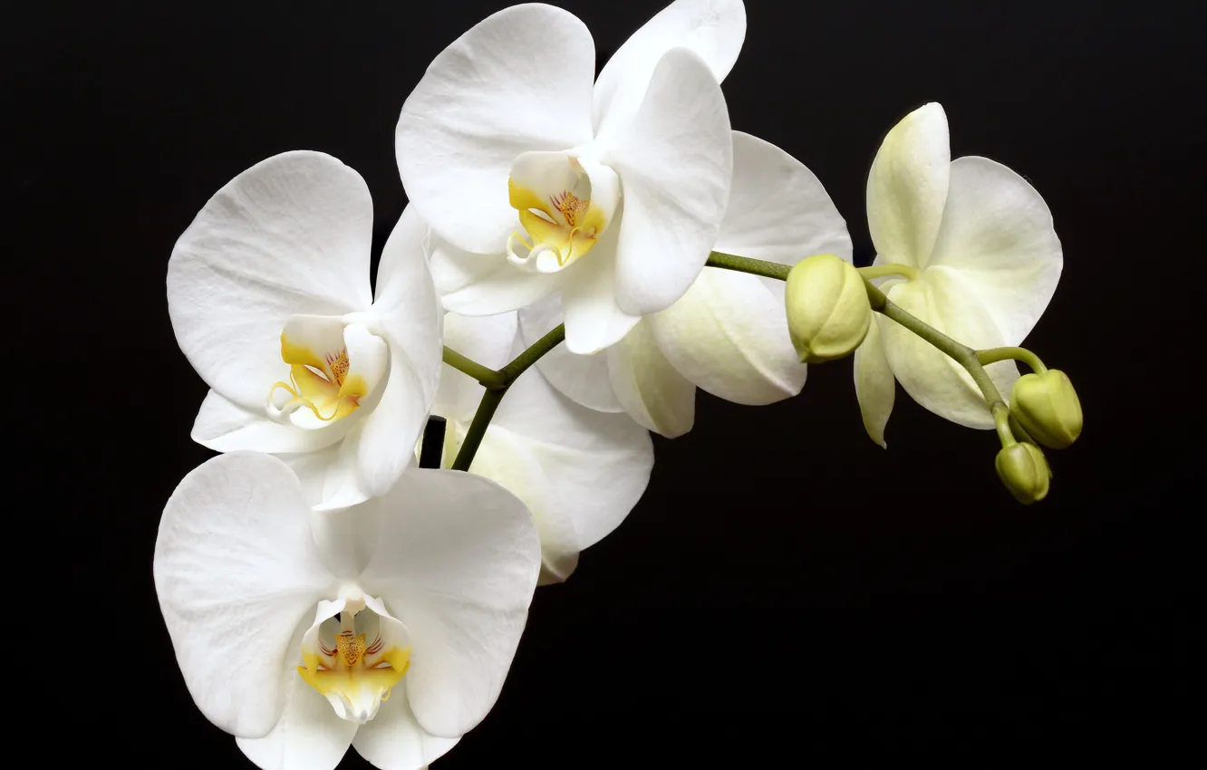 Фото обои white, flowers, graden, bunch of orchids
