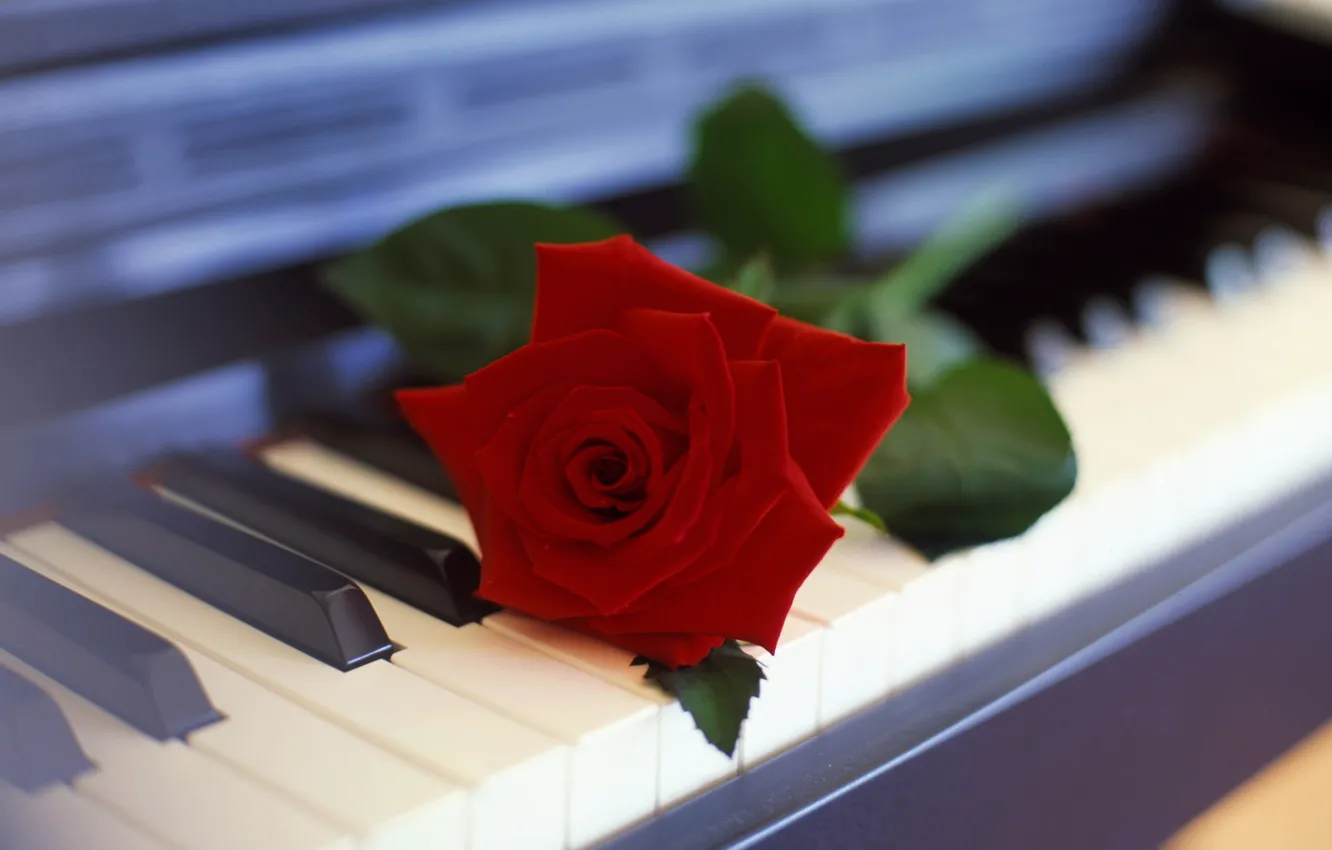 Фото обои цветок, роза, пианино