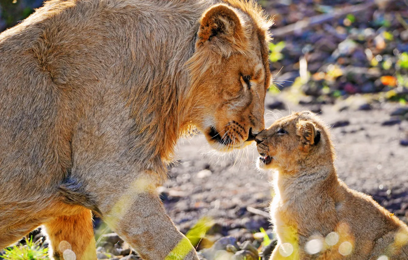 Фото обои лев, львёнок, нос к носу