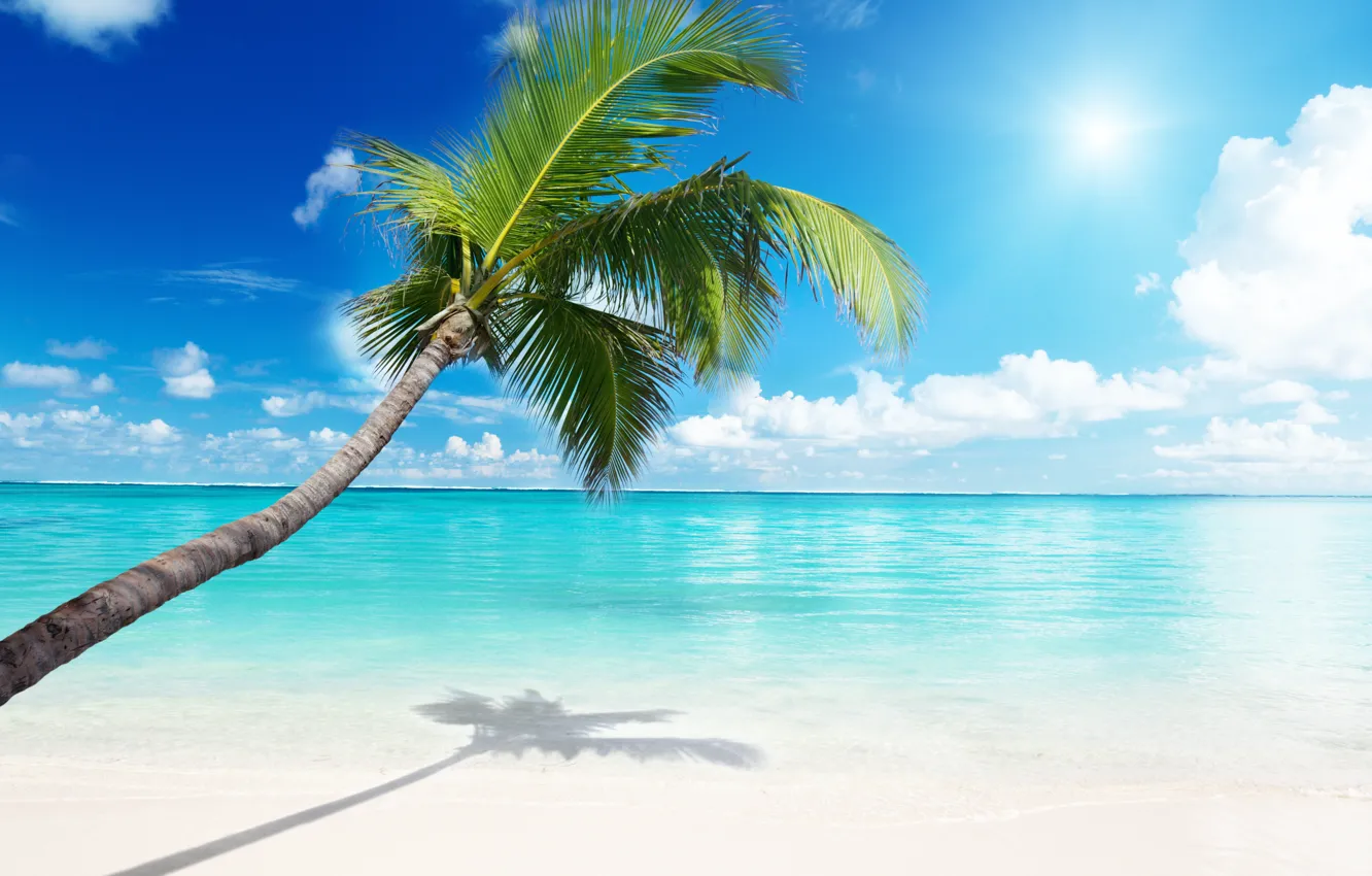 Фото обои море, пляж, пальма