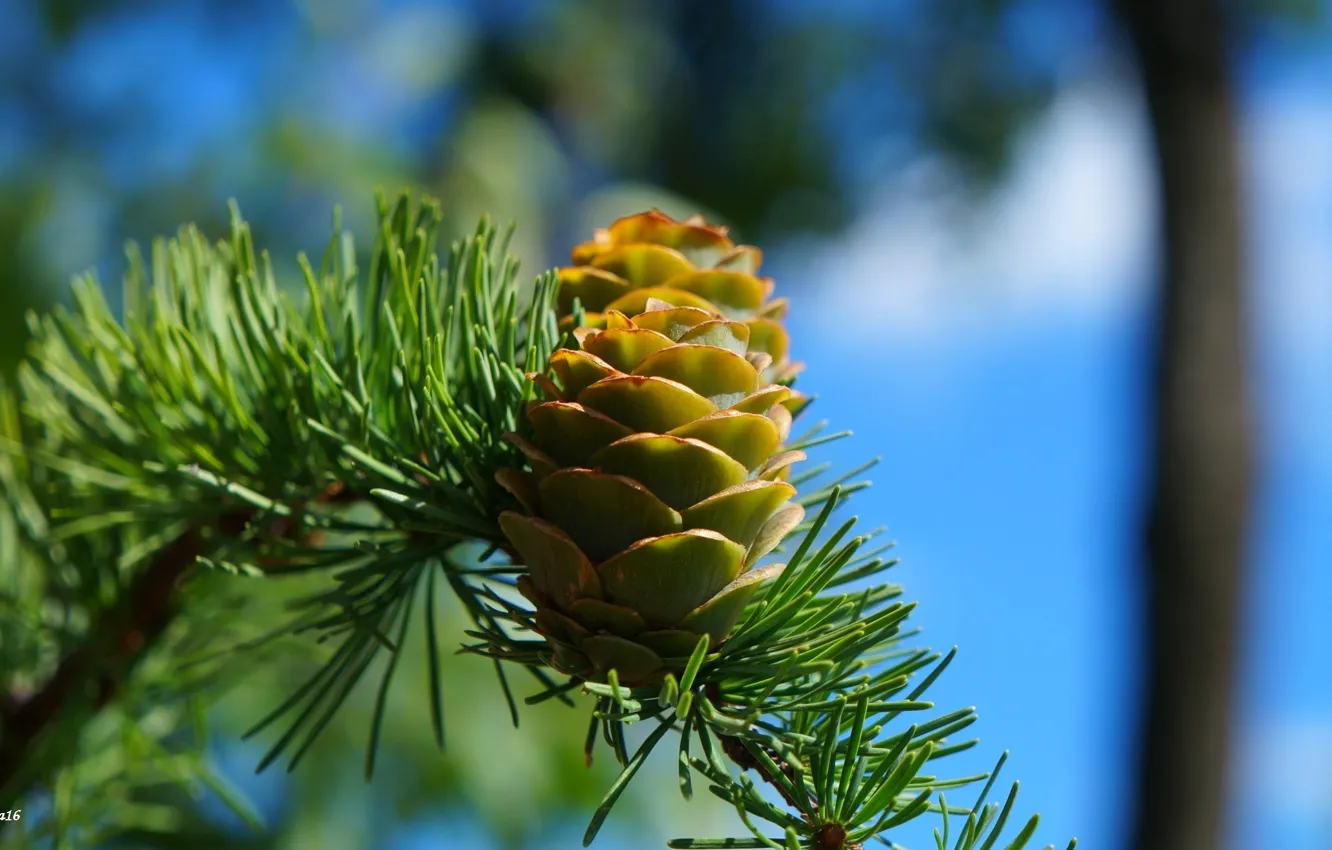 Фото обои pine, twig, cone