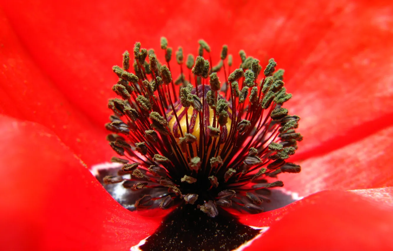 Фото обои Макро, Macro, Red poppy, Красный мак