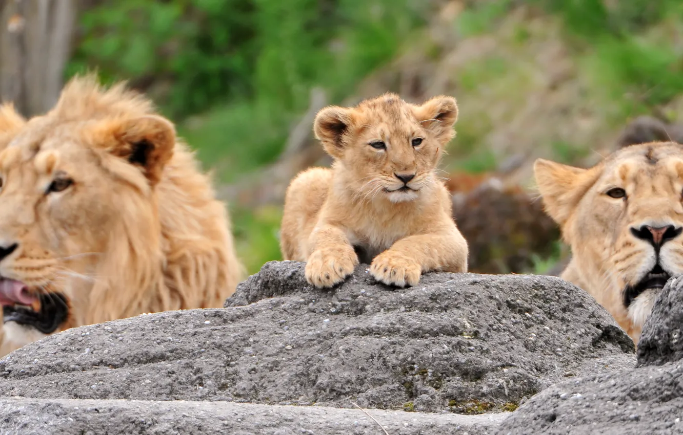 Фото обои камни, лев, семья, львы, львица, львенок