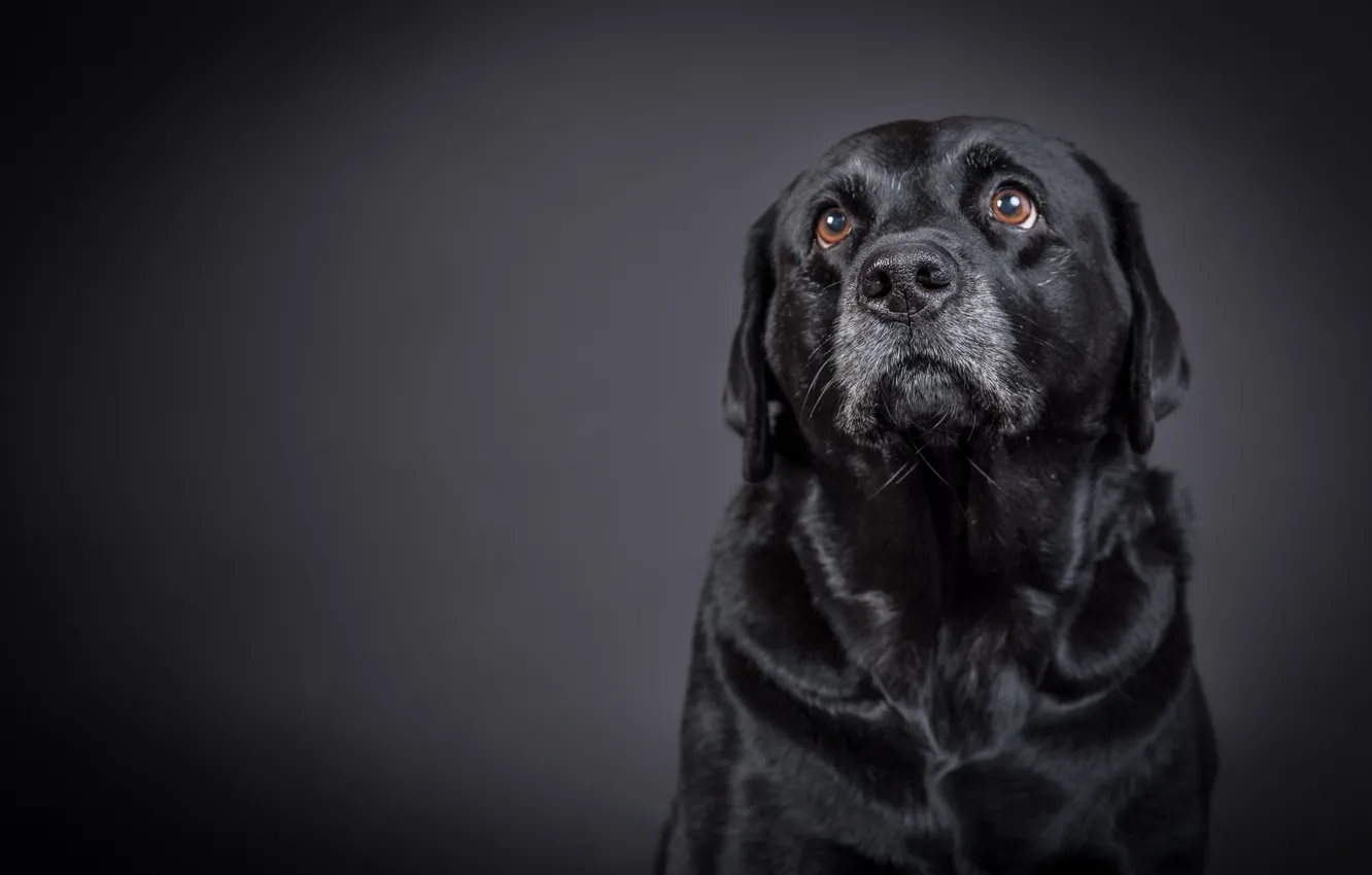 Фото обои фон, друг, собака