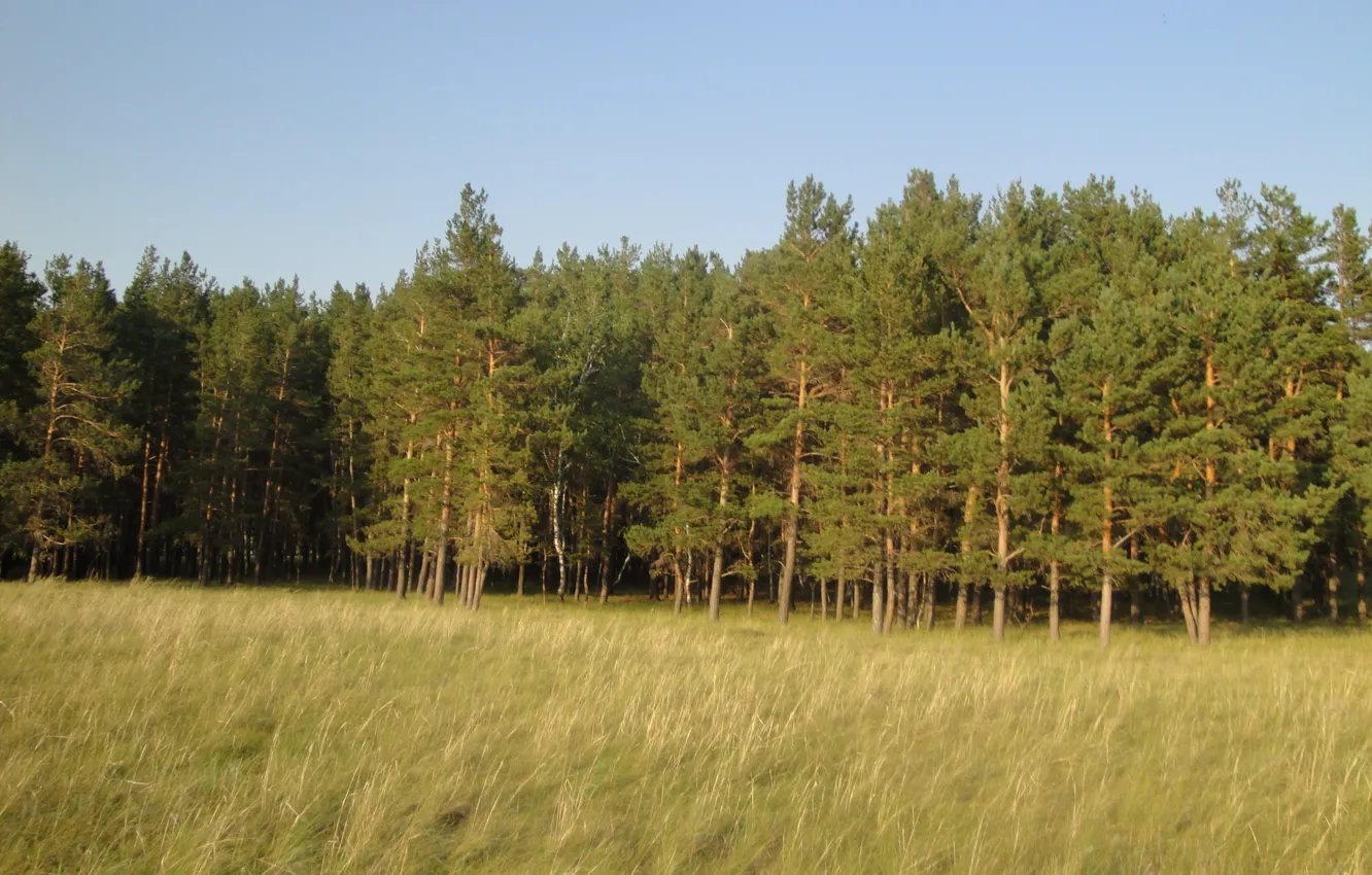 Фото обои лес, трава, желтый, сосны
