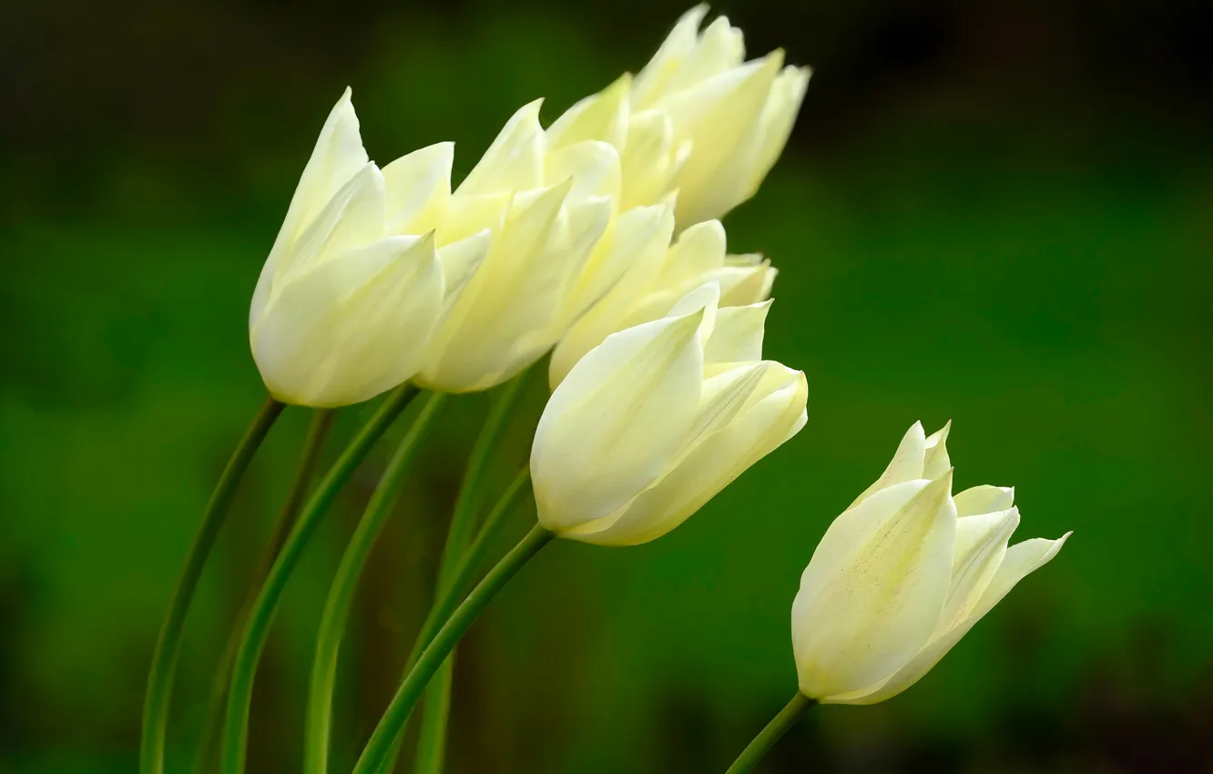 Фото обои фон, тюльпаны, белые