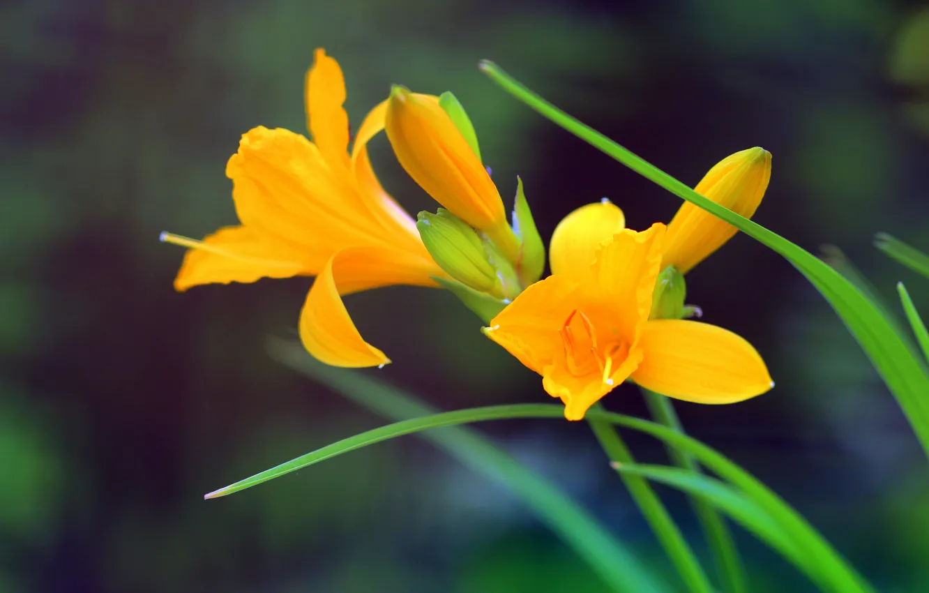 Фото обои Боке, Bokeh, Желтые цветы, Yellow flowers, Yellow lily, Жёлтые лилии