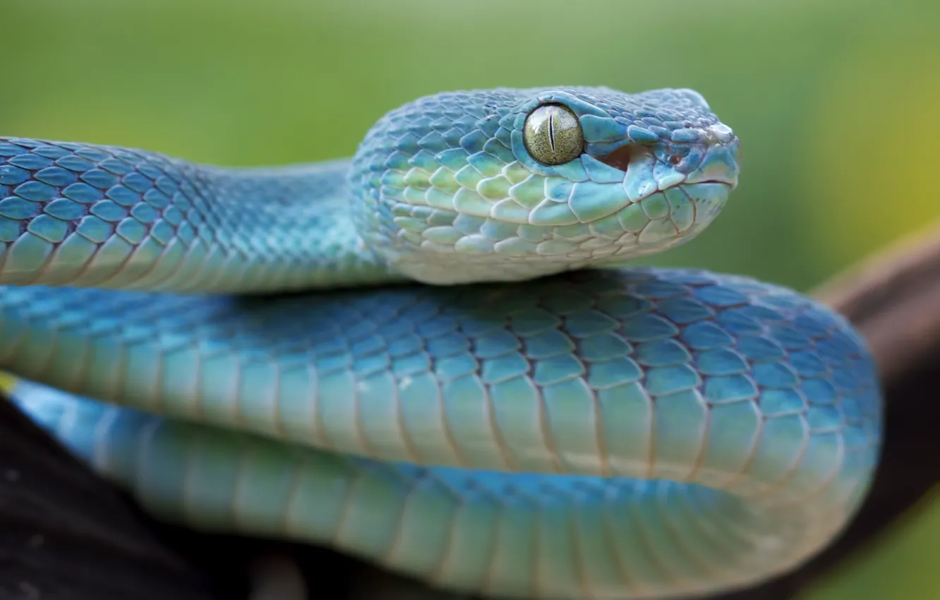 Фото обои глаза, змея, viper, snake, гадюка