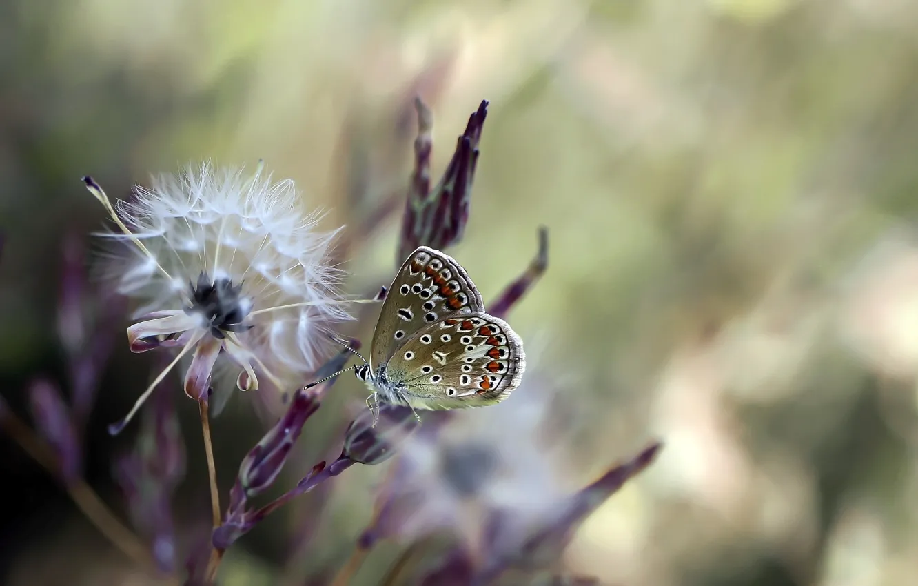 Фото обои бабочка, насекомое, butterfly, размытый фон, insect, blurred background