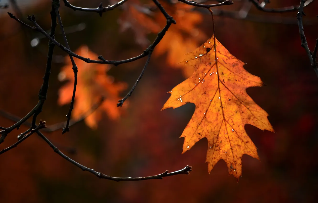 Фото обои осень, природа, лист