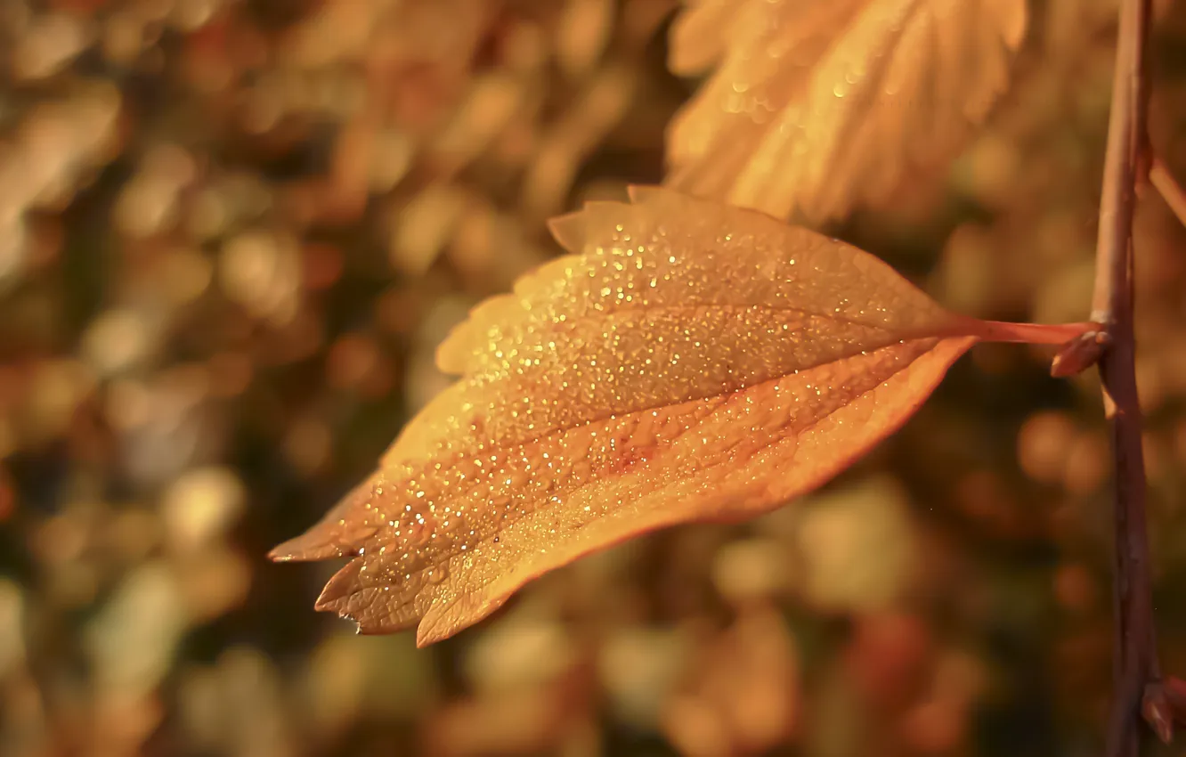 Фото обои осень, листья, вода, капли, макро, природа, фон, желтые