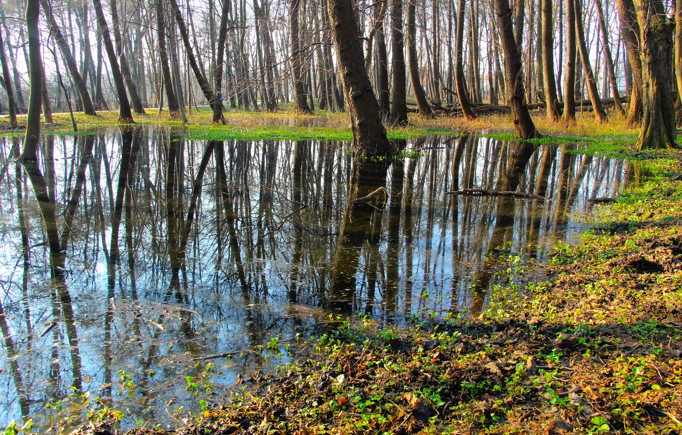 Фото обои forest, park, tree
