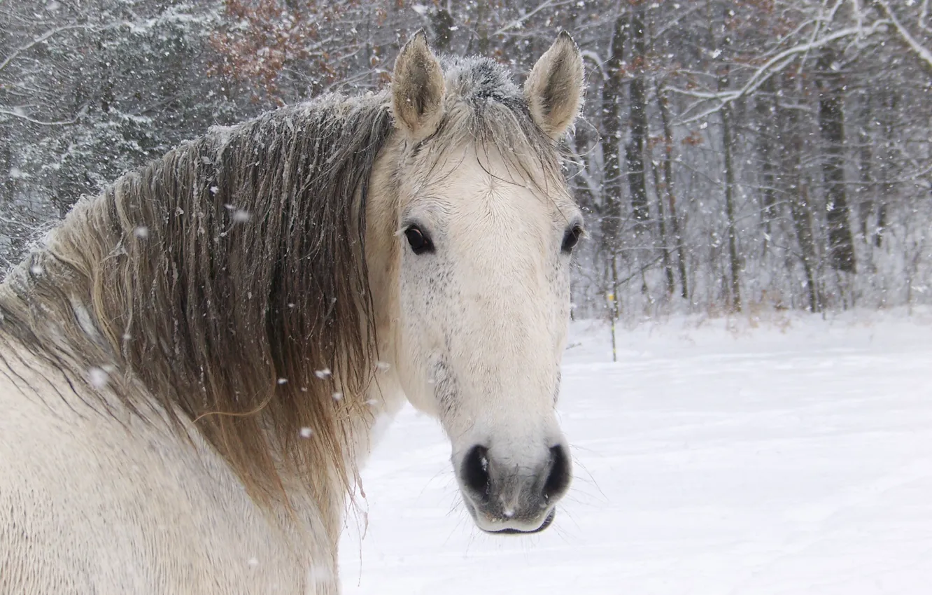 Фото обои белый, морда, конь, лошадь