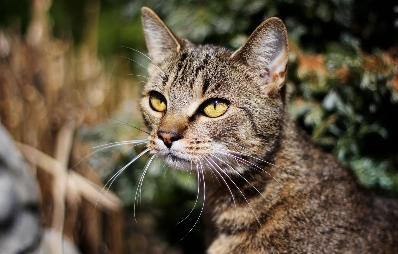 Фото обои кошка, глаза, кот, усы, взгляд, природа, серый, фон