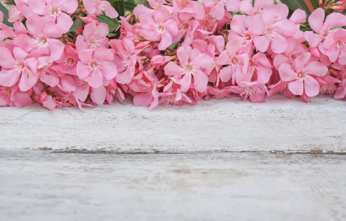 Фото обои цветы, розовые, wood, pink, flowers