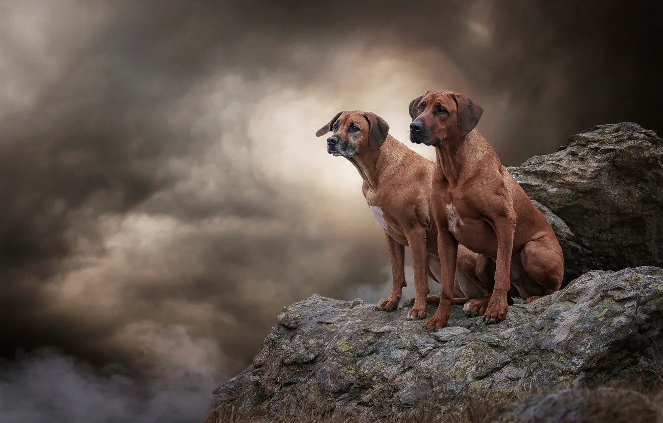 Фото обои собаки, небо, взгляд, облака, тучи, природа, поза, камни