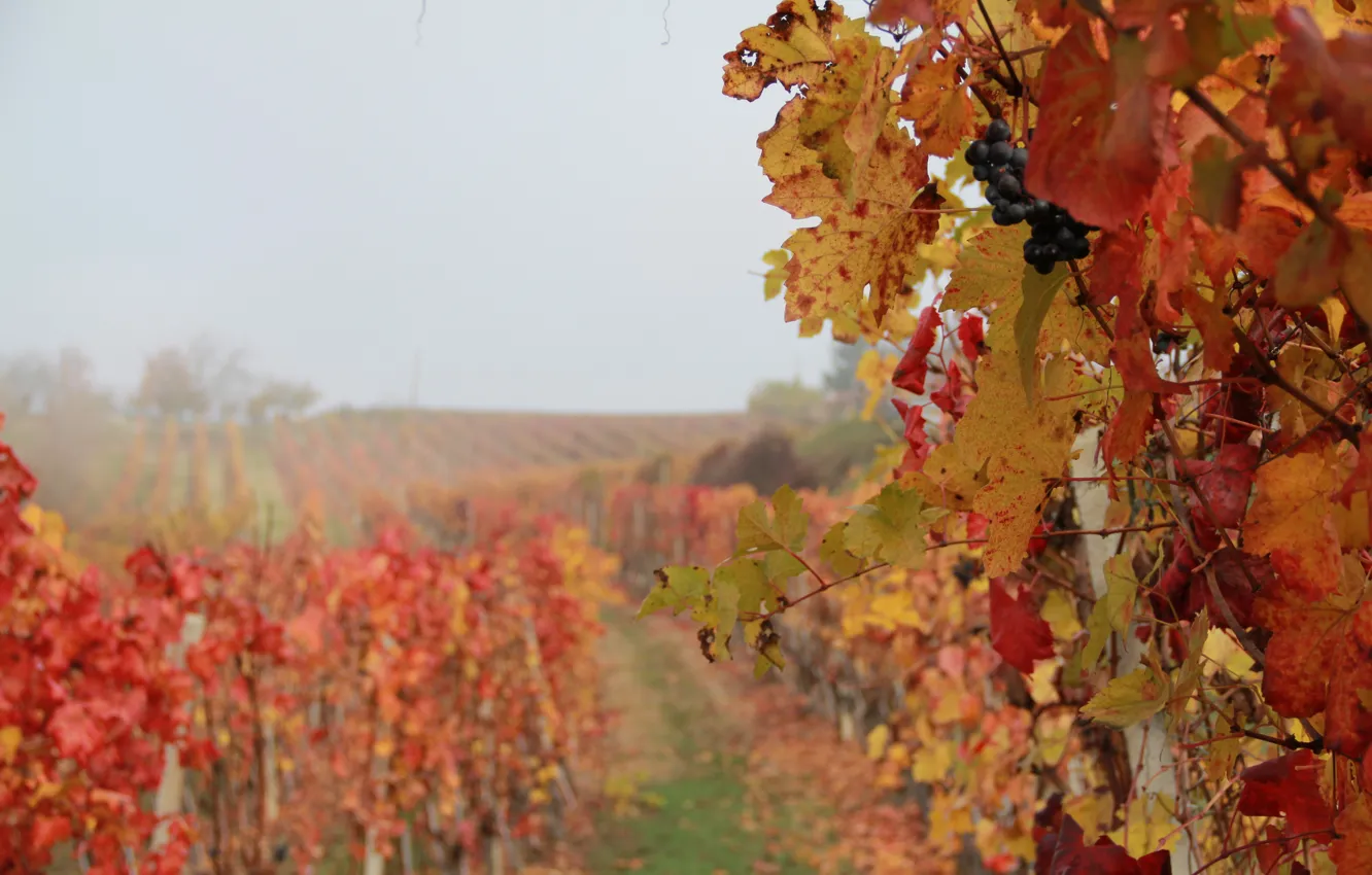 Фото обои Italy, wine, grapes, foggy, Piemonte, vineyard, red wine, Denominazione di Origine Controllata e Garantita