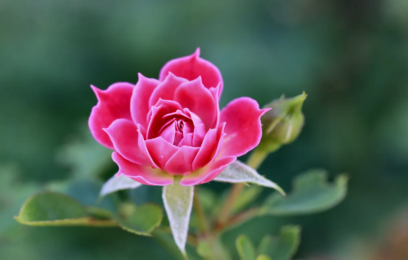 Фото обои цветок, макро, природа, роза, лепестки, бутон, красная, алая