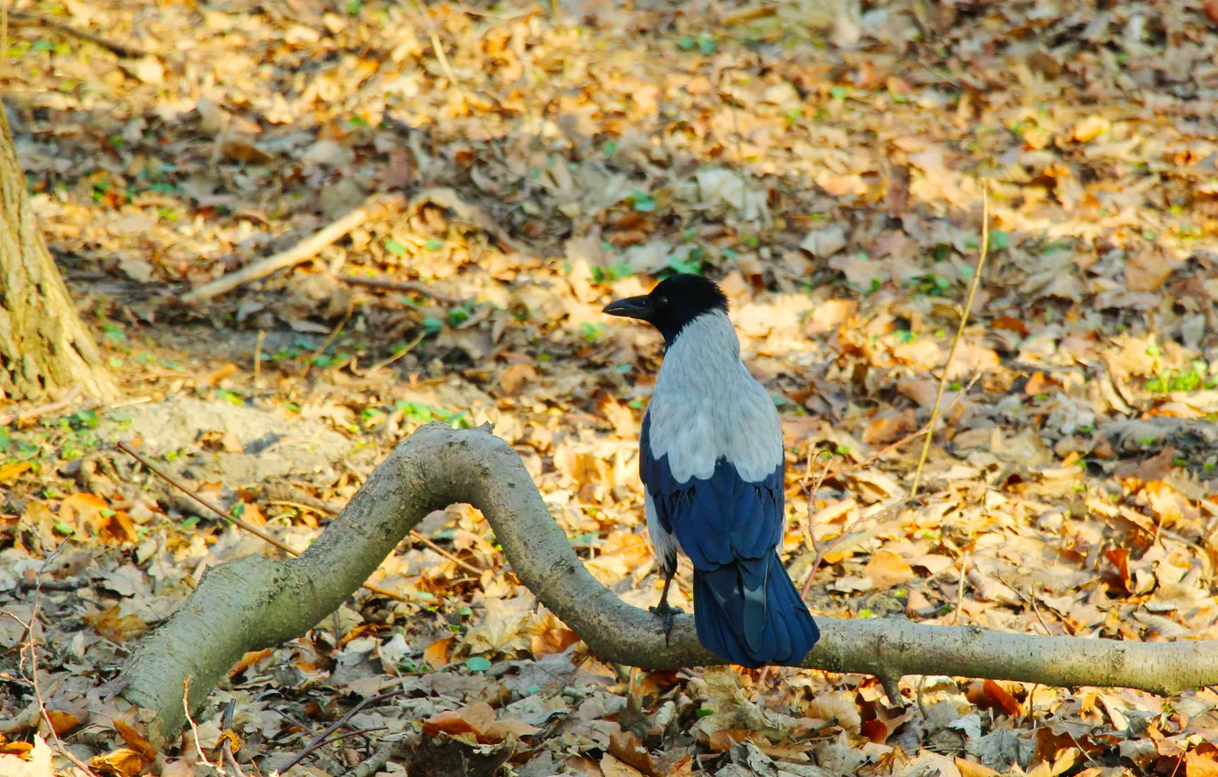 Фото обои crow, Bird, sitting