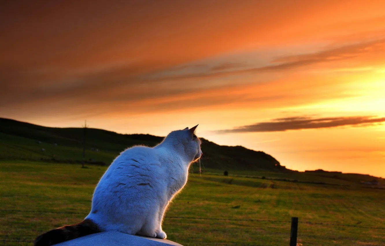 Фото обои кошка, небо, закат, поляна, красота