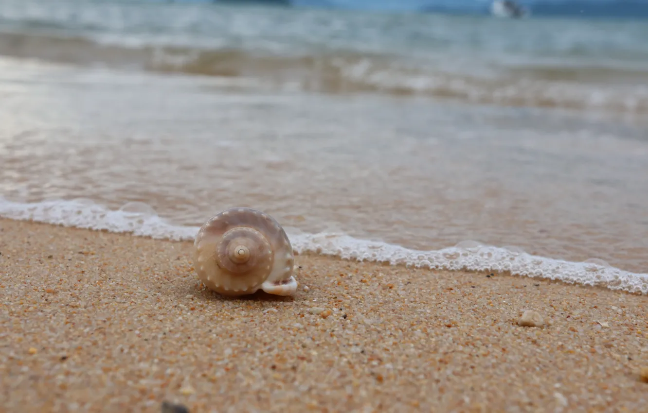 Фото обои песок, море, волны, пляж, лето, ракушка, summer, beach