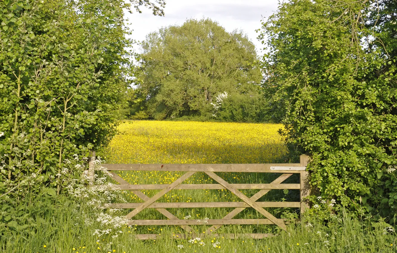 Фото обои деревья, цветы, ворота, луг