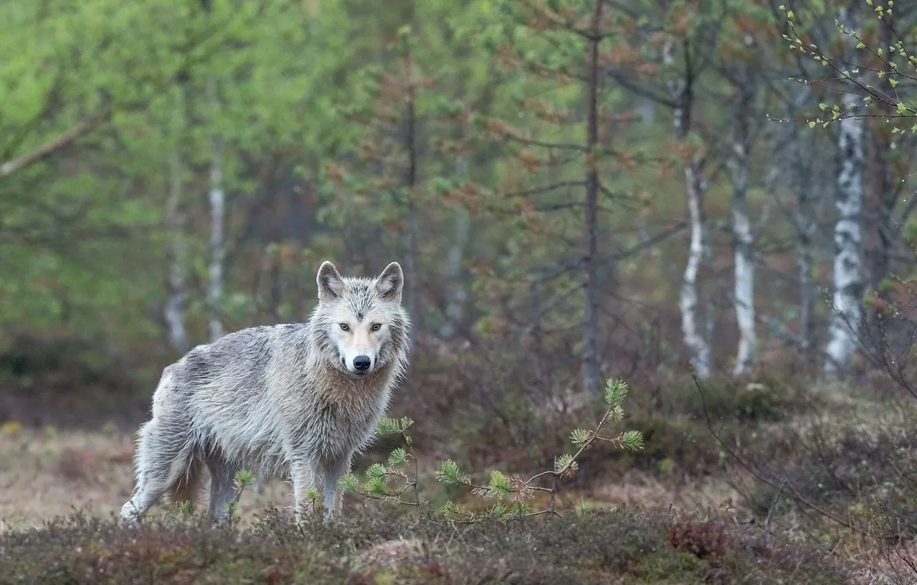 Фото обои nature, predator, animal, wolf, wildlife, portrait, portrait., Canis lupus. face