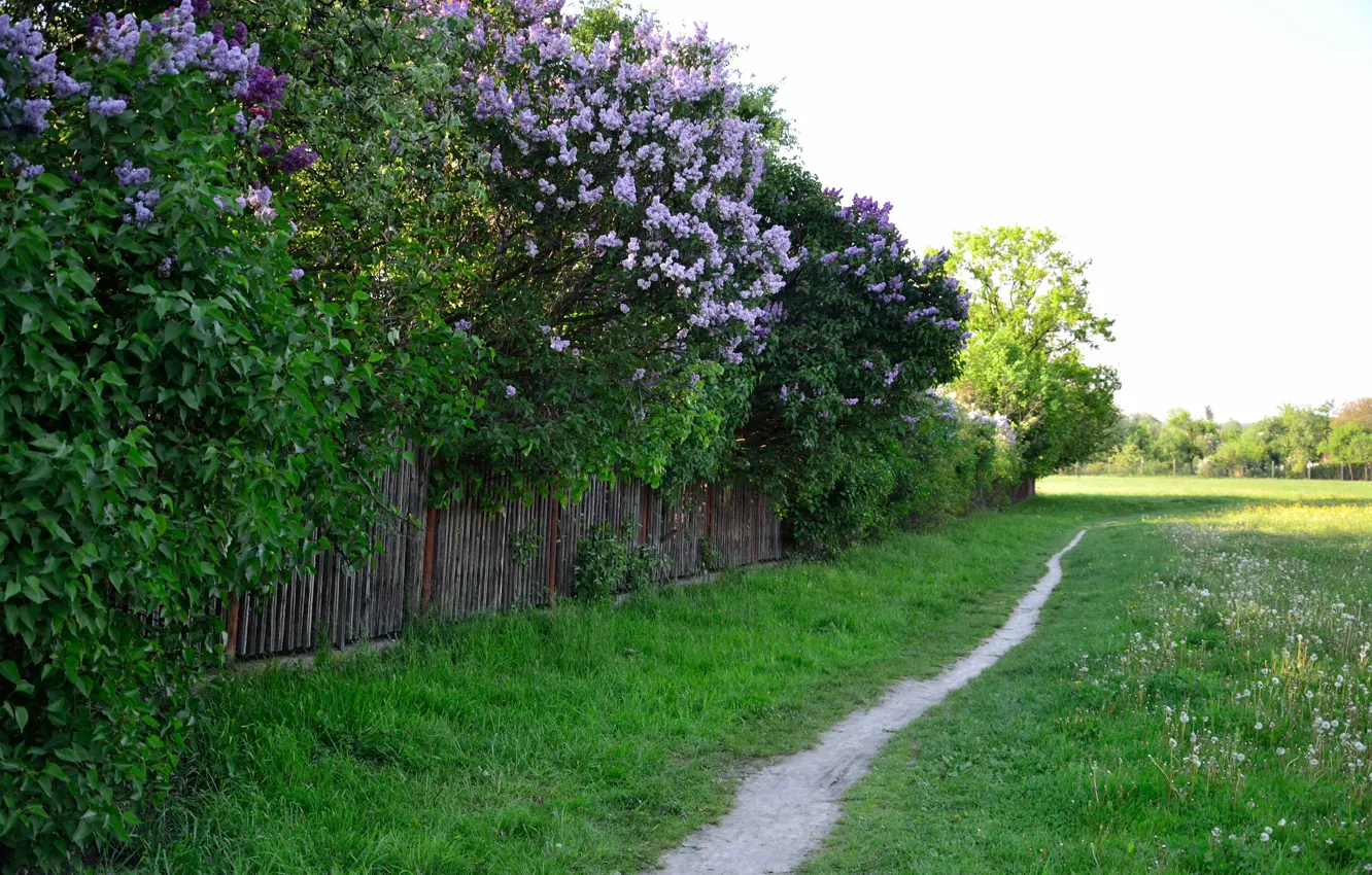 Фото обои зелень, трава, деревья, забор, весна, Nature, цветение, тропинка