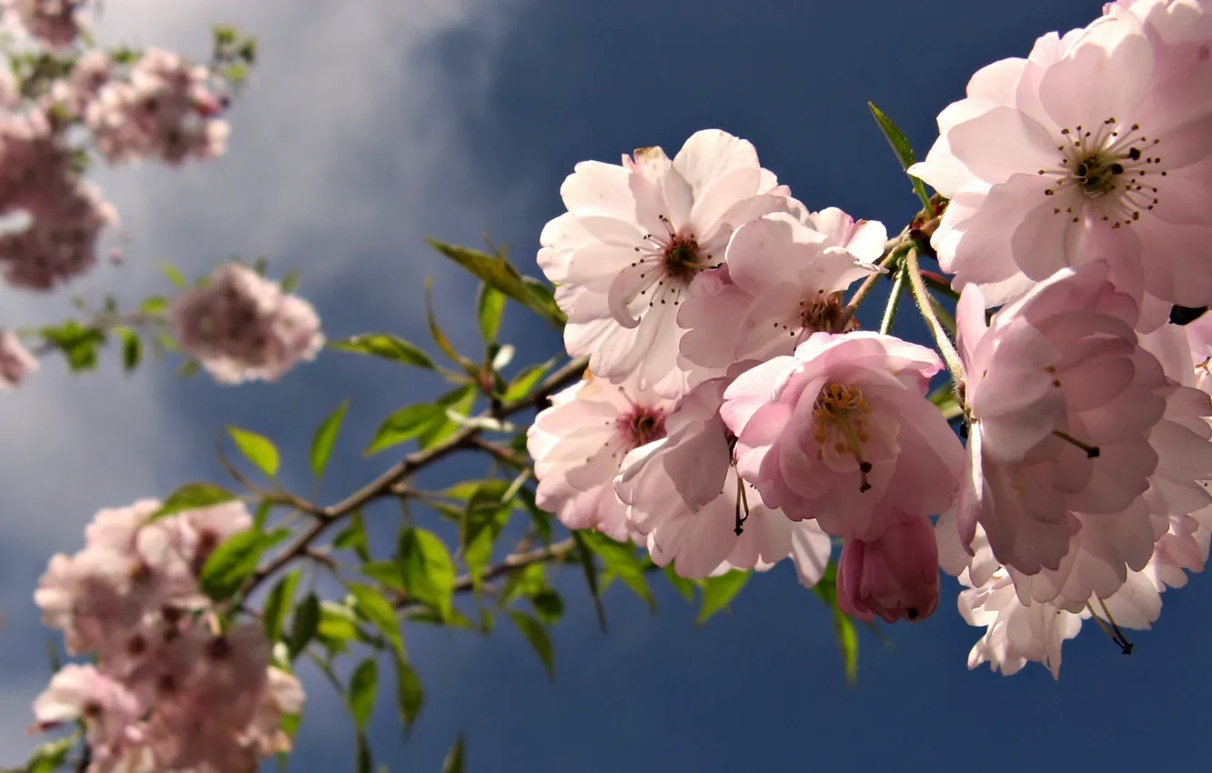 Фото обои небо, деревья, цветы, розовые