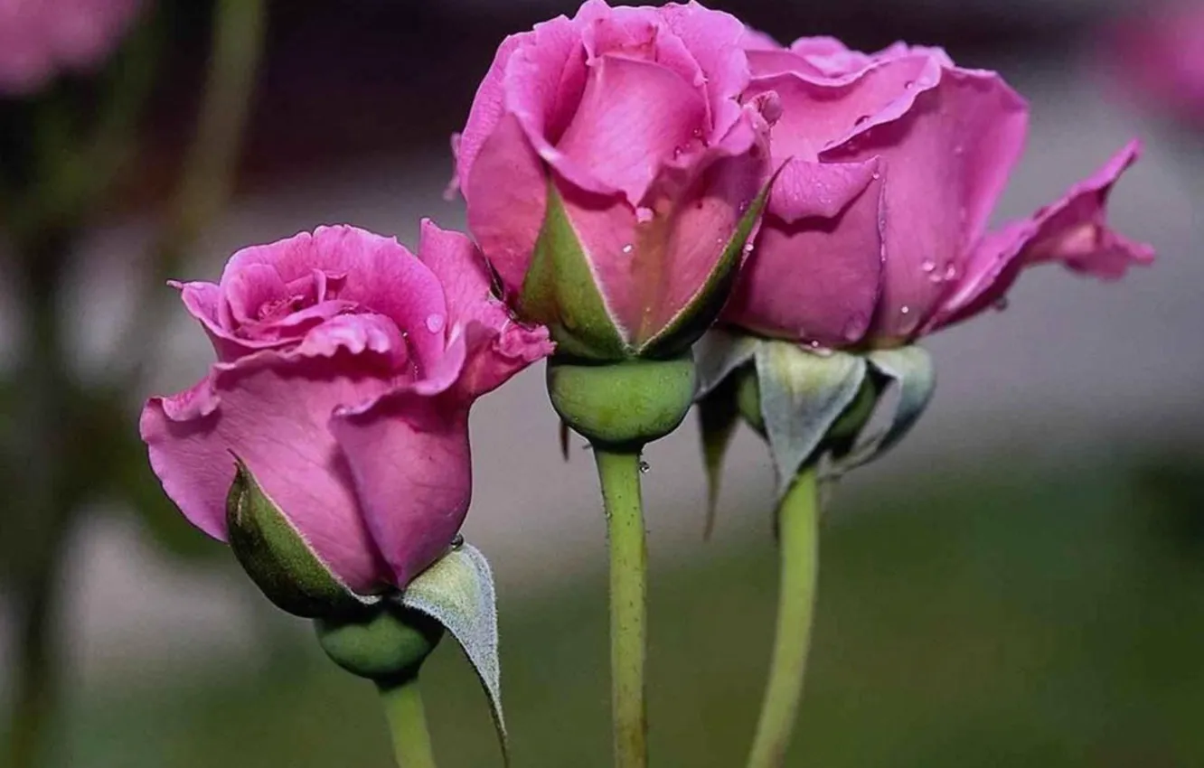 Фото обои розы, лепестки, бутон