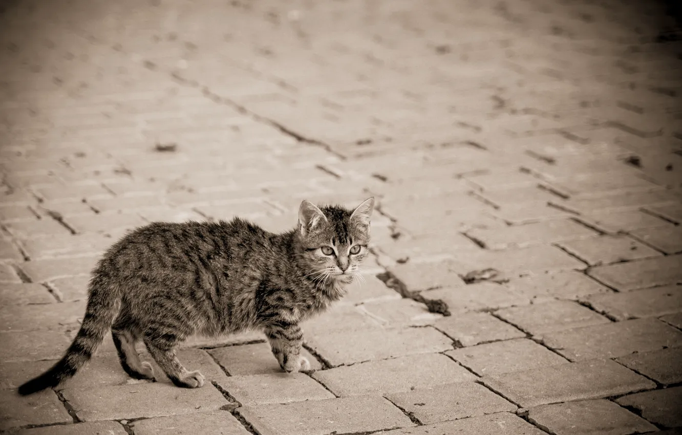 Фото обои кошка, котенок, серый, улица, мостовая, в полоску
